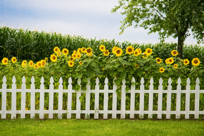 Clean white Pickett fence made by our Talented fencers at Padden Builders 